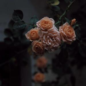 巜裸体舞会台湾DVD
